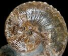 Hoploscaphites Ammonite #6132-1